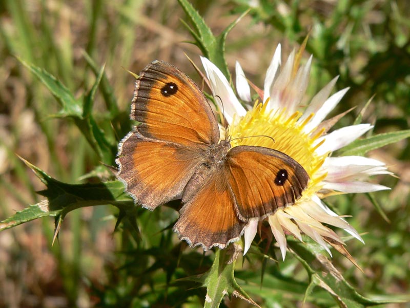 Prime visioni: 3. Pyronia cecilia (Lepidoptera, Satyridae)